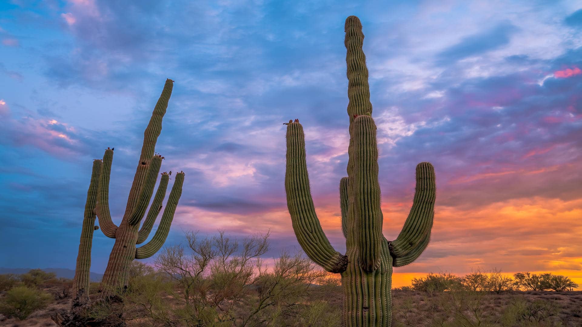 Tucson vs Phoenix: Which Desert City Should You Choose?
