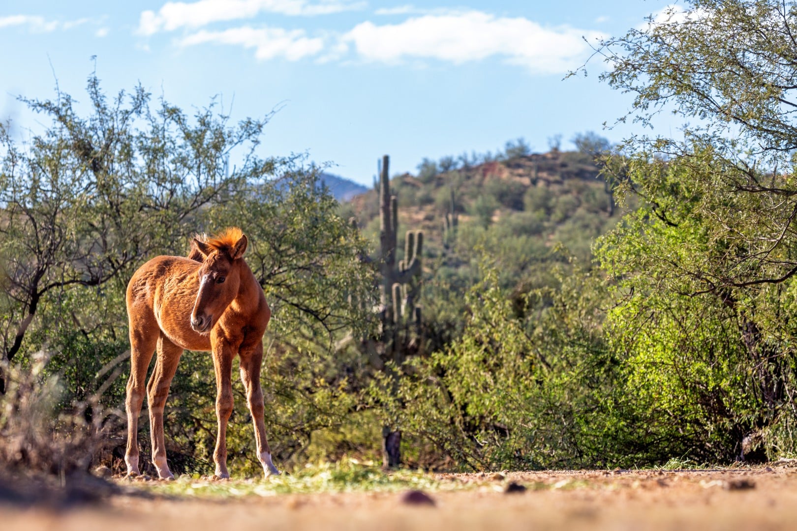A Weekend in Mesa: Downtown, Desert Views, and Time to Explore